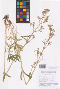 Silene nutans L., Eastern Europe, Central region (E4) (Russia)