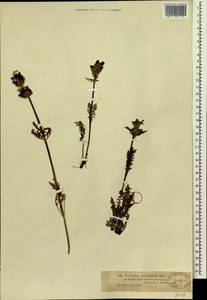 Pedicularis abrotanifolia M. Bieb. ex Steven, Siberia, Western (Kazakhstan) Altai Mountains (S2a) (Kazakhstan)