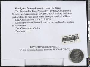 Brachythecium buchananii (Hook.) A. Jaeger, Bryophytes, Bryophytes - Russian Far East (excl. Chukotka & Kamchatka) (B20) (Russia)