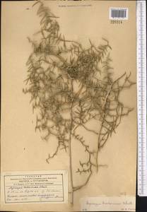 Asparagus breslerianus Schult. & Schult.f., Middle Asia, Western Tian Shan & Karatau (M3)