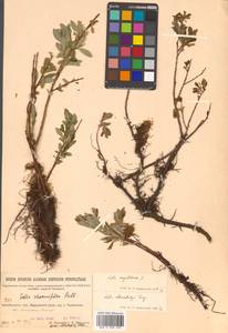Salix rhamnifolia Pall., Siberia, Baikal & Transbaikal region (S4) (Russia)