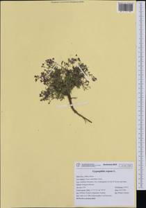 Gypsophila repens L., Western Europe (EUR) (Italy)