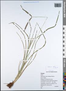 Eleusine indica (L.) Gaertn., South Asia, South Asia (Asia outside ex-Soviet states and Mongolia) (ASIA) (India)