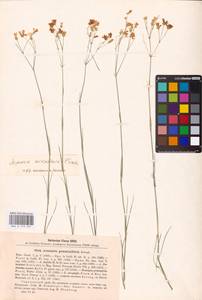 Eremogone saxatilis (L.) Ikonn., Eastern Europe, Lower Volga region (E9) (Russia)