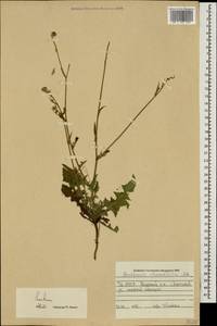 Crepis foetida subsp. rhoeadifolia (M. Bieb.) Celak., Caucasus, North Ossetia, Ingushetia & Chechnya (K1c) (Russia)