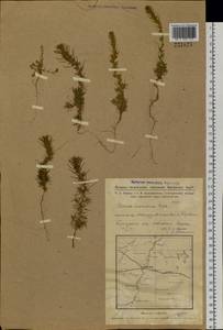 Bassia laniflora (S. G. Gmel.) A. J. Scott, Siberia, Western Siberia (S1) (Russia)
