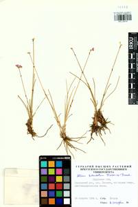 Allium bidentatum Fisch. ex Prokh. & Ikonn.-Gal., Siberia, Baikal & Transbaikal region (S4) (Russia)