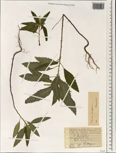 Turnera ulmifolia L., Africa (AFR) (Seychelles)