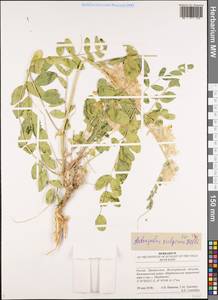 Astragalus vulpinus Willd., Eastern Europe, Lower Volga region (E9) (Russia)