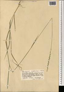 Kengyilia kryloviana (Schischk.) C.Yen, J.L.Yang & B.R.Baum, Mongolia (MONG) (Mongolia)