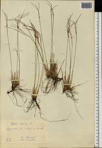 Oreojuncus trifidus (L.) Záv. Drábk. & Kirschner, Eastern Europe, Northern region (E1) (Russia)