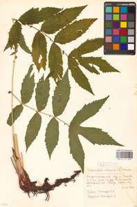 Filipendula ulmaria (L.) Maxim., Eastern Europe, Central region (E4) (Russia)