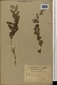 Caccinia macranthera (Banks & Sol.) Brand, Caucasus, Armenia (K5) (Armenia)