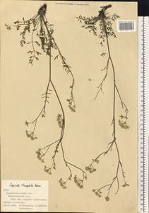 Pimpinella tragium Vill., Eastern Europe, North Ukrainian region (E11) (Ukraine)