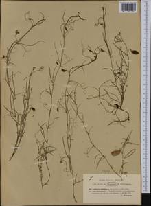 Lathyrus setifolius L., Western Europe (EUR) (Italy)