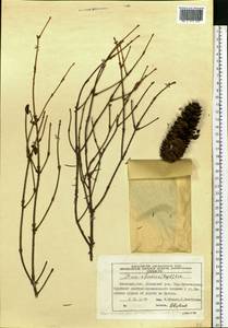 Picea fennica (Regel) Kom., Eastern Europe, Moscow region (E4a) (Russia)