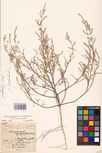 Corispermum hyssopifolium L., Eastern Europe, Middle Volga region (E8) (Russia)