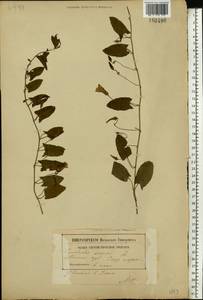 Convolvulus arvensis L., Eastern Europe, Belarus (E3a) (Belarus)