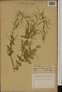 Diplotaxis muralis (L.) DC., Western Europe (EUR) (Switzerland)