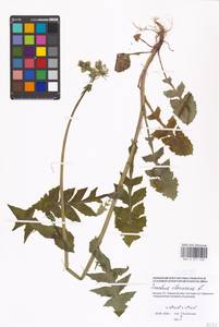 Sonchus oleraceus L., Eastern Europe, Moscow region (E4a) (Russia)