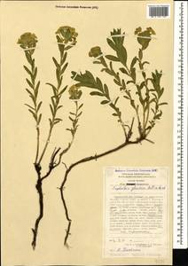 Euphorbia glareosa Pall. ex M.Bieb., Caucasus, Stavropol Krai, Karachay-Cherkessia & Kabardino-Balkaria (K1b) (Russia)