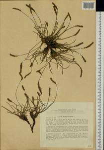 Plantago maritima L., Eastern Europe, North-Western region (E2) (Russia)