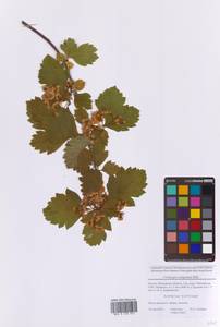 Crataegus sanguinea Pall., Eastern Europe, Moscow region (E4a) (Russia)