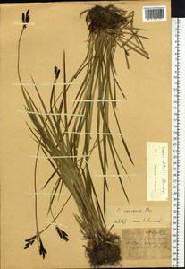 Carex altaica (Gorodkov) V.I.Krecz., Siberia, Western (Kazakhstan) Altai Mountains (S2a) (Kazakhstan)
