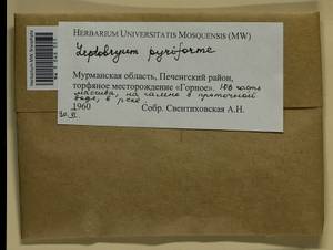 Leptobryum pyriforme (Hedw.) Wilson, Bryophytes, Bryophytes - Karelia, Leningrad & Murmansk Oblasts (B4) (Russia)