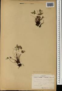 Aleuritopteris argentea (S. G. Gmel.) Fée, Mongolia (MONG) (Mongolia)