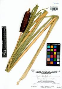 Typha latifolia L., Siberia, Baikal & Transbaikal region (S4) (Russia)