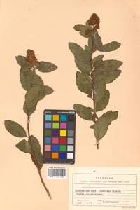Spiraea salicifolia L., Siberia, Russian Far East (S6) (Russia)