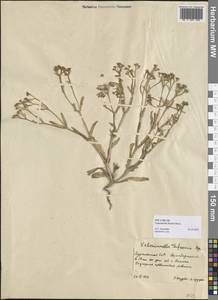 Valerianella oxyrhyncha Fisch. & C. A. Mey., Middle Asia, Karakum (M6) (Turkmenistan)