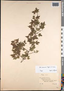 Acer tataricum subsp. semenovii (Regel & Herder) A. E. Murray, Botanic gardens and arboreta (GARD) (Russia)