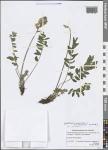 Oxytropis evenorum Jurtzev & A.P.Khokhr., Siberia, Chukotka & Kamchatka (S7) (Russia)
