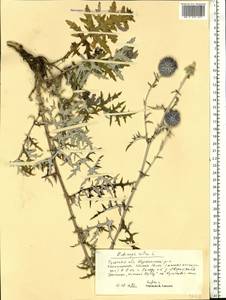 Echinops ritro subsp. ruthenicus (M. Bieb.) Nyman, Eastern Europe, Central region (E4) (Russia)