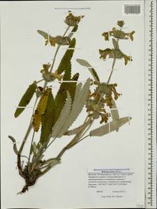 Betonica nivea subsp. nivea, Caucasus, Dagestan (K2) (Russia)