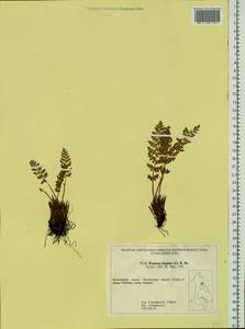 Woodsia ilvensis (L.) R. Br., Siberia, Chukotka & Kamchatka (S7) (Russia)