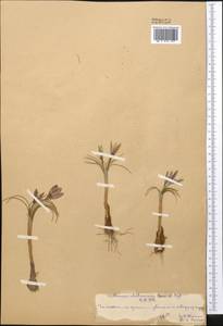 Crocus alatavicus Regel & Semen., Middle Asia, Syr-Darian deserts & Kyzylkum (M7) (Kazakhstan)
