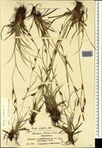 Carex distans L., Crimea (KRYM) (Russia)