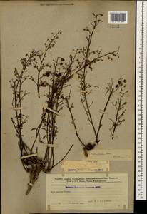 Scrophularia lucida L., Caucasus, Azerbaijan (K6) (Azerbaijan)