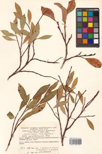 Salix divaricata Pall., Siberia, Chukotka & Kamchatka (S7) (Russia)