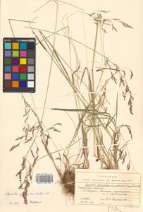 Agrostis stolonifera L., Siberia, Russian Far East (S6) (Russia)