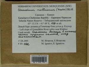 Ctenidium molluscum (Hedw.) Mitt., Bryophytes, Bryophytes - North Caucasus & Ciscaucasia (B12) (Russia)
