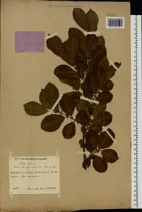 Salix caprea × aurita, Eastern Europe, Central region (E4) (Russia)