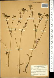 Carum meifolium (M. Bieb.) Boiss., Caucasus, Georgia (K4) (Georgia)