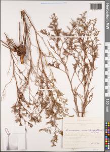 Limonium coralloides (Tausch) Lincz., Siberia, Altai & Sayany Mountains (S2) (Russia)