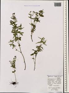 Galium valantioides M.Bieb., Caucasus, Krasnodar Krai & Adygea (K1a) (Russia)