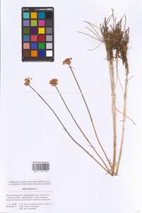 Allium lineare L., Eastern Europe, Lower Volga region (E9) (Russia)