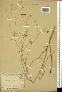 Bunium paucifolium DC., Caucasus, Armenia (K5) (Armenia)